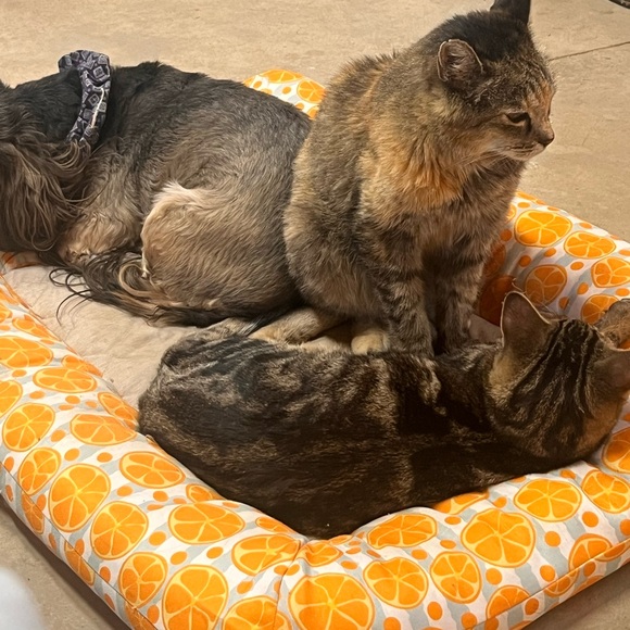 Meet your Posh Ambassador Posher, Gretta - Picture 12 of 15